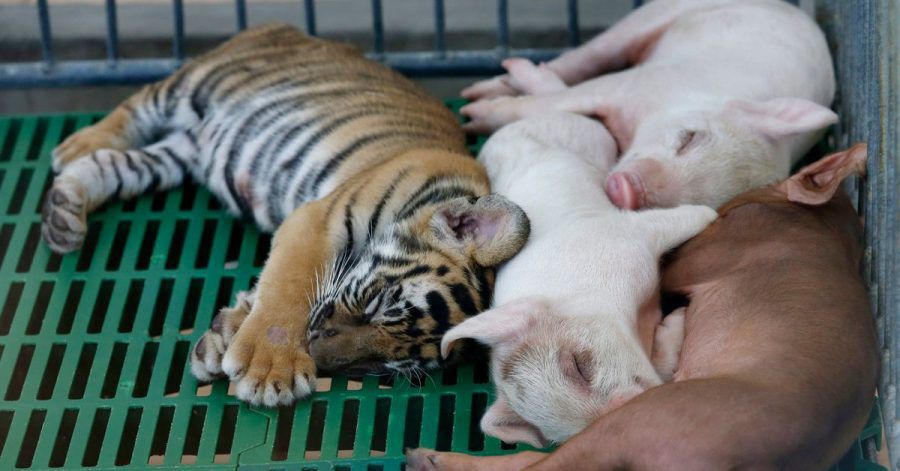 Ein Tigerbaby hält zusammen mit Ferkeln im Sriracha Zoo einen Mittagsschlaf. In Thailand muss eine bekannte Touristenattraktion im Zuge der Corona-Pandemie nach 24 Jahren dicht machen: Der Sriracha Tiger Zoo.