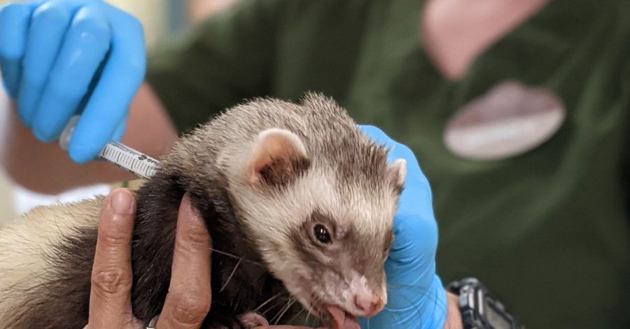 Mitarbeiter des Zoos von Oakland in Kalifornien verabreichen einem Frettchen eine Dosis Impfstoff gegen Corona während das an einer lecken Paste lutscht.