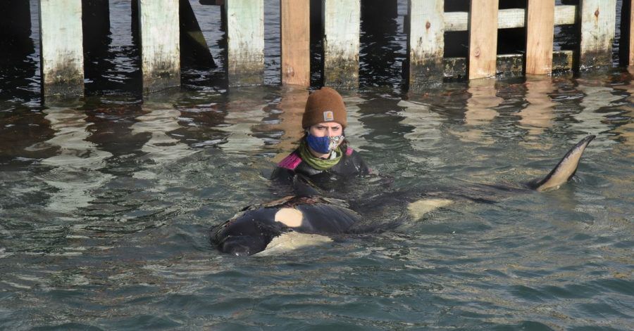 Das Orca-Baby hat seine Familie verloren.