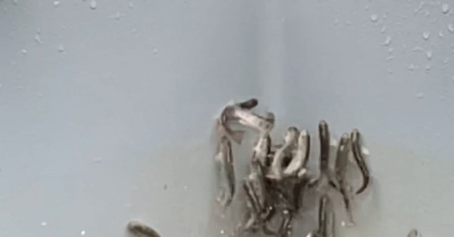 Junglachse in einem Fischbecken versuchen panikartig aus dem Wasser zu springen. In einem Bachzulauf zu dem Becken wurde später Kokain entdeckt.