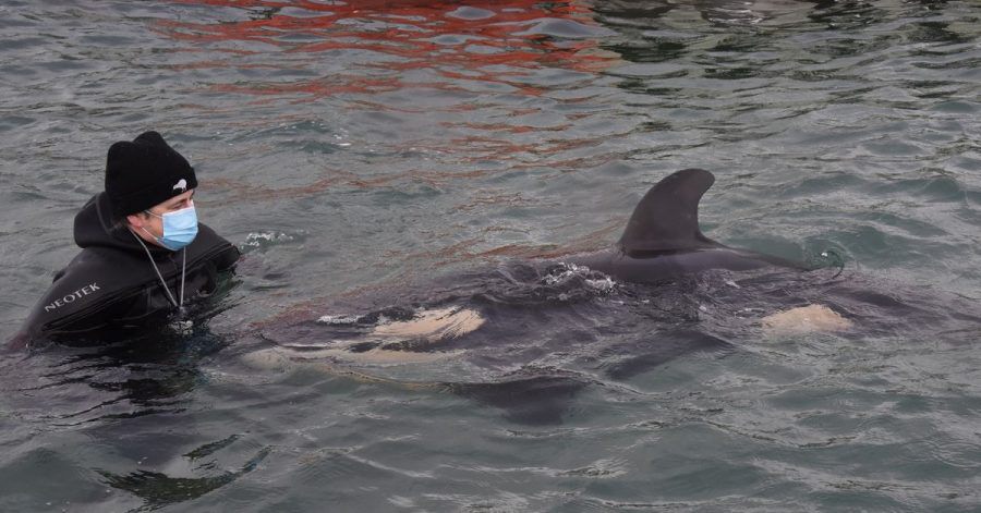 Ein freiwilliger Helfer mit dem Orca-Baby Toa. Der kleine Schwertwal ist gestorben.