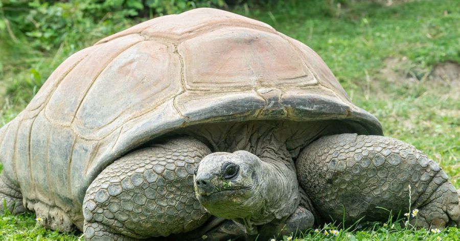 Die Seychellen-Riesenschildkröte Schurli. Sie ist am Sonntag im Tiergarten Schönbrunn gestorben.