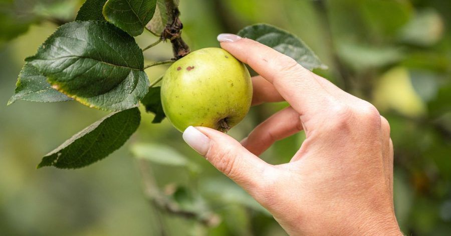 Wer darf den Apfel auf städtischen und kommunalen Wiesen pflücken?