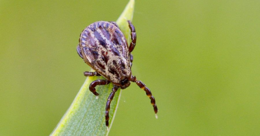 Zecken lauern in Gebüschen oder in hohem Gras und können Krankheiten wie Borreliose und FSME übertragen.