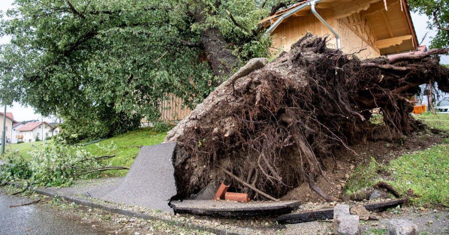Starker Wind hat in Halfing einen massiven Baum entwurzelt.