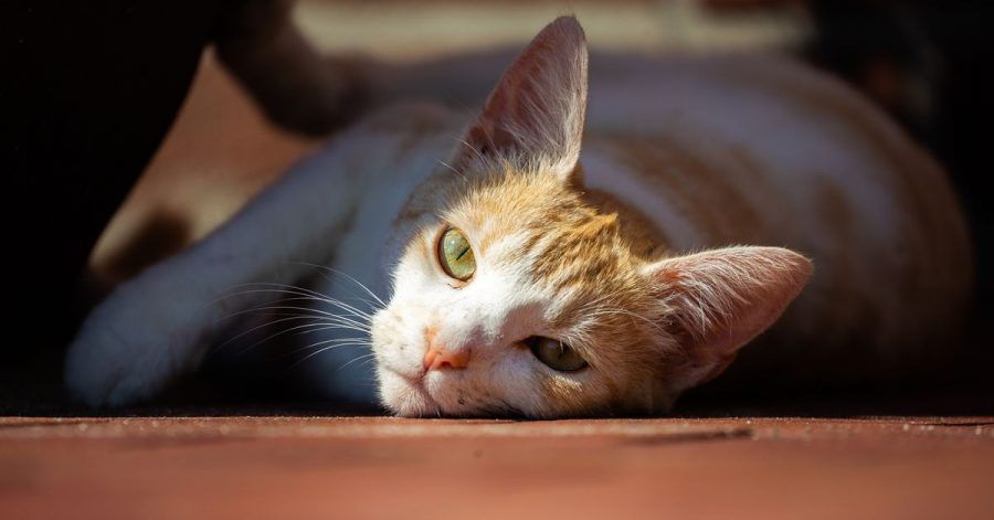 Corona-Ansteckungen bei Hunden und vor allem Katzen aus Haushalten von Infizierten könnten laut einer niederländischen Untersuchung häufiger sein als bisherige Meldedaten vermuten lassen.