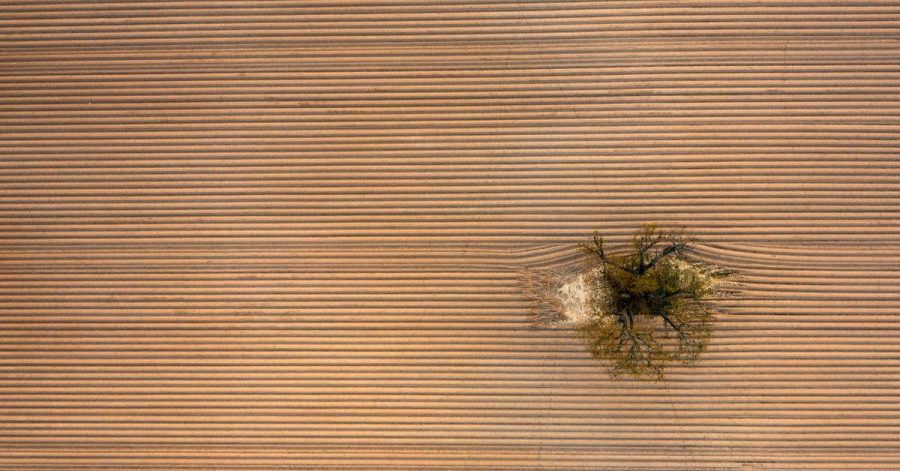 Ein einziger Baum steht inmitten eines frisch angelegten, riesigen Kartoffelackers am Rande der Wetterau.