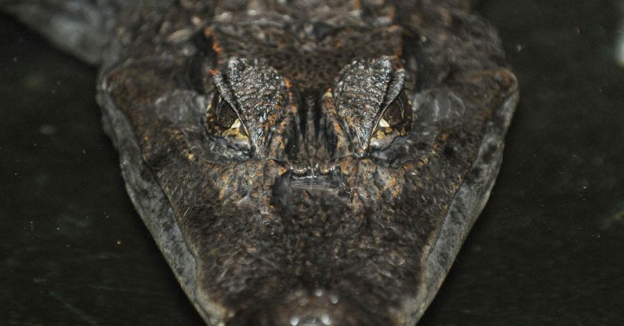 Laut Polizei ist der Mann im Wasser direkt auf dem Alligator gelandet.
