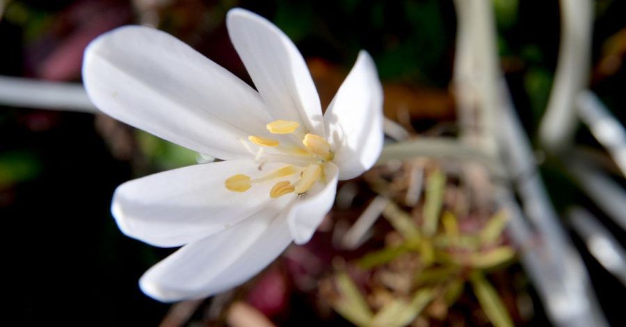 Die Herbstzeitlose (Colchicum autumnale) zählt zu den heimischen Arten. Besonders gut wächst sie auf humosem Boden.
