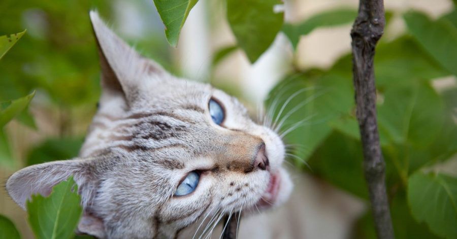 Eine Katze ist kein Insekt, kann aber stark unter manchen Insektiziden leiden. Verbraucherschützer raten daher zu ungiftigen Alternativen.