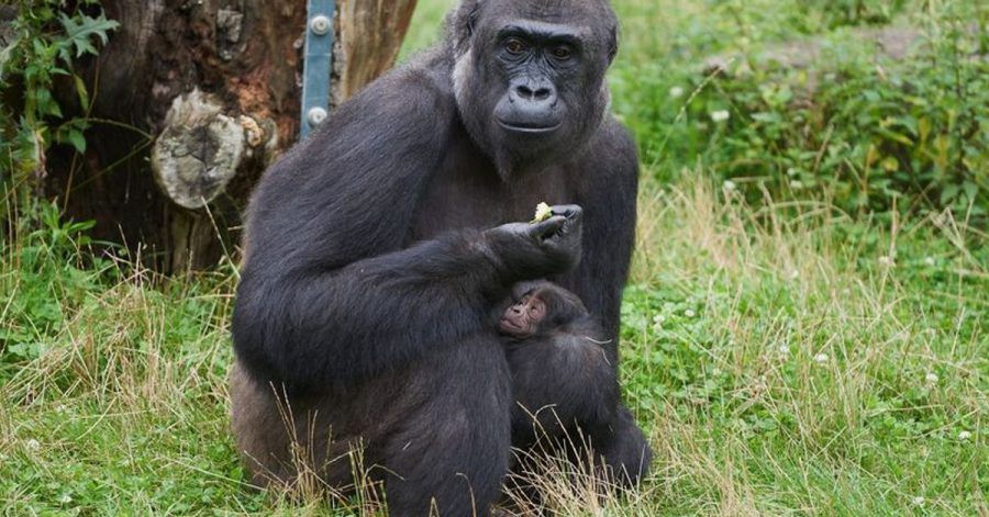 Gorillafrau «Muna» kümmert sich fürsorglich um ihren Sohn.