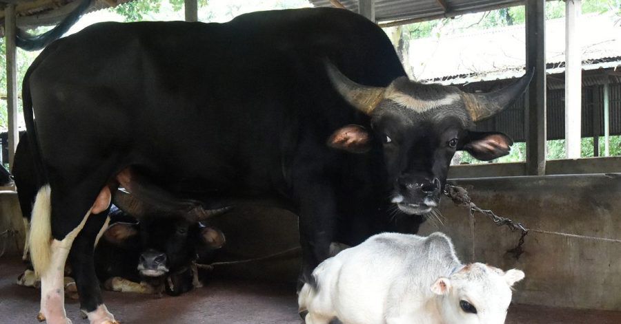 Die 51 Zentimeter große und 23 Monate alte Bhutti-Kuh Rani (r) neben einer «normalen» Kuh in Bangladesch.