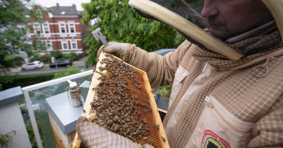 Imker Wolfgang Schön hält mit Schutzhemd und Stockmeißel eine Bienenwabe in den Händen auf dem Balkon seiner Stadtwohnung.