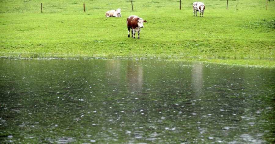 Drei Kühe stehen auf ihrer zum großen Teil überfluteten Wiese im Berchtesgadener Land. «So dreht ein Weiderind gern trotz vorhandenen Unterstands sein Hinterteil gegen die Hauptwindrichtung und trotzt so Sturm, Regen oder eventuellem Hagel»