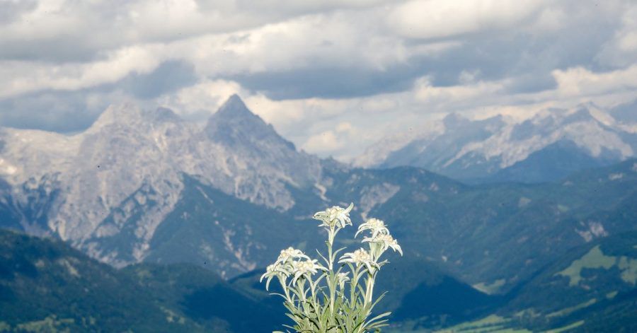 In den Tiroler Alpen ist ein Ehepaar aus Bayern schwer verunglückt - der Mann überlebt nicht. (Archivbild)