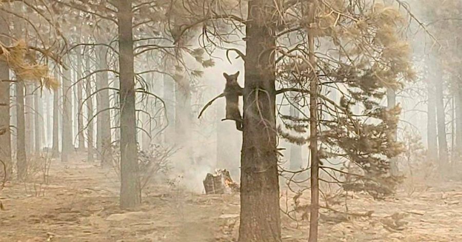 Ein Bärenjunges klammert sich an einem Baum fest.