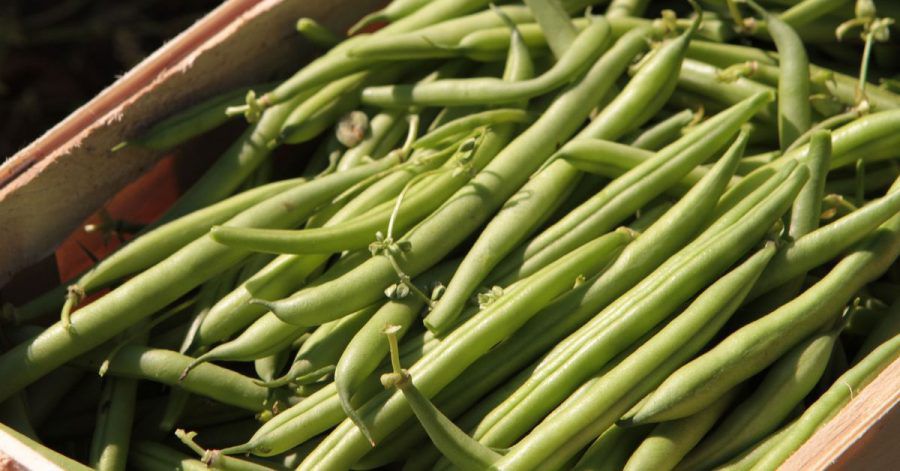 Beliebtes Gemüse: Viele Menschen bauen grüne Bohnen im eigenen Garten an.