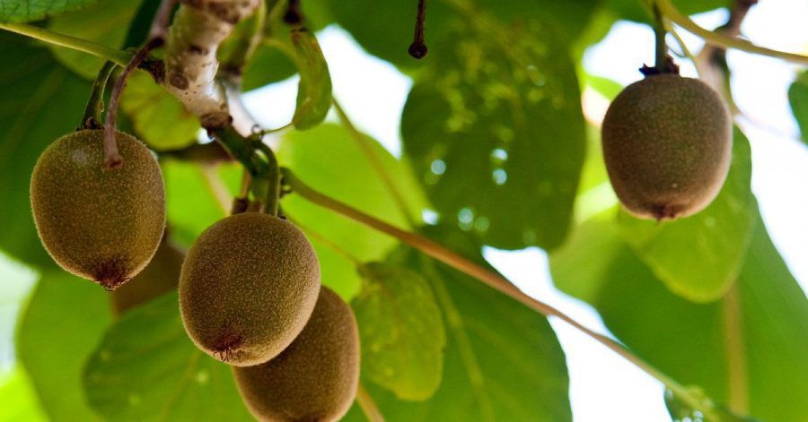 Die Früchte der Kiwi-Pflanze brauchen viel Wasser und Sonnenschein.