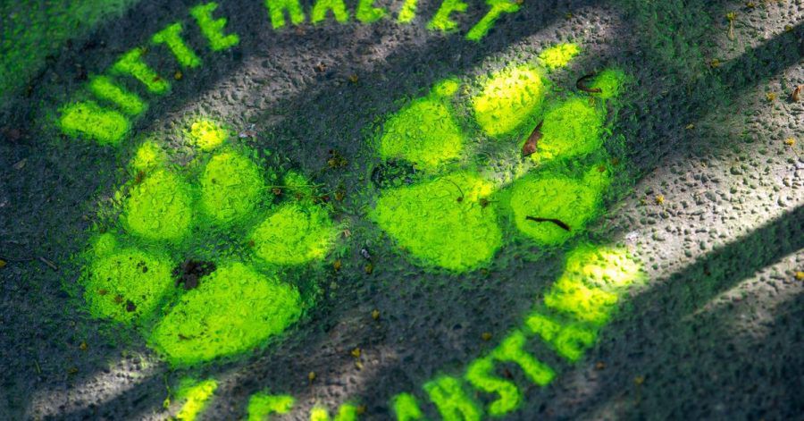 Auch die Zoos sind wachsam. Im Berliner Zoo gelten seit 2020 insbesondere bei Raubtieren und Primaten Hygiene- und Verhaltensregeln. Man versucht direkten Kontakt zwischen Pflegern und Tieren zu vermeiden.