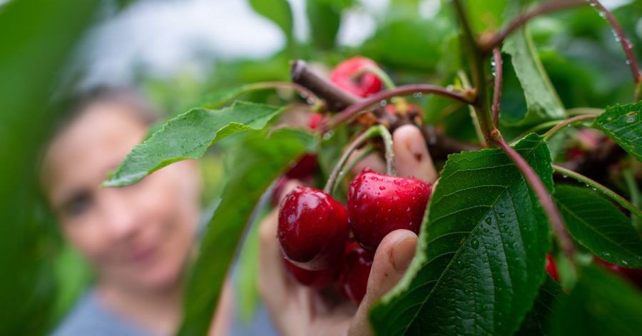 Zugreifen erlaubt: Kirschen sind ein idealer Snack für zwischendurch.