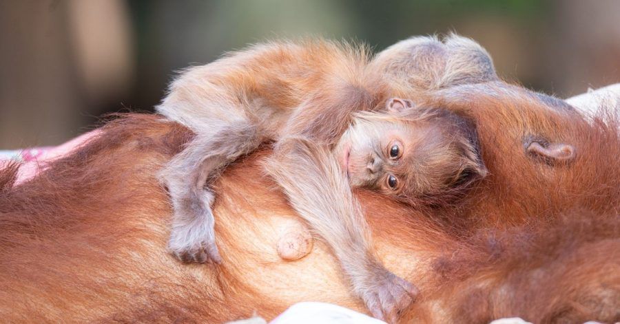 Auf dem Bauch trägt Orang-Utan-Mutter Tana ihren süßen Nachwuchs.