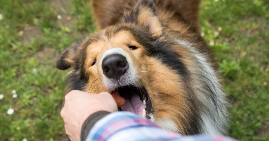 Ein Hund, der viel bellt, sollte sehr oft für ruhiges Verhalten mit einem Leckerli belohnt werden.