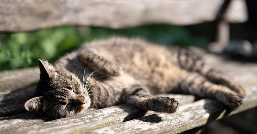 Eine Katze nimmt am Samstag ein Sonnenbad.