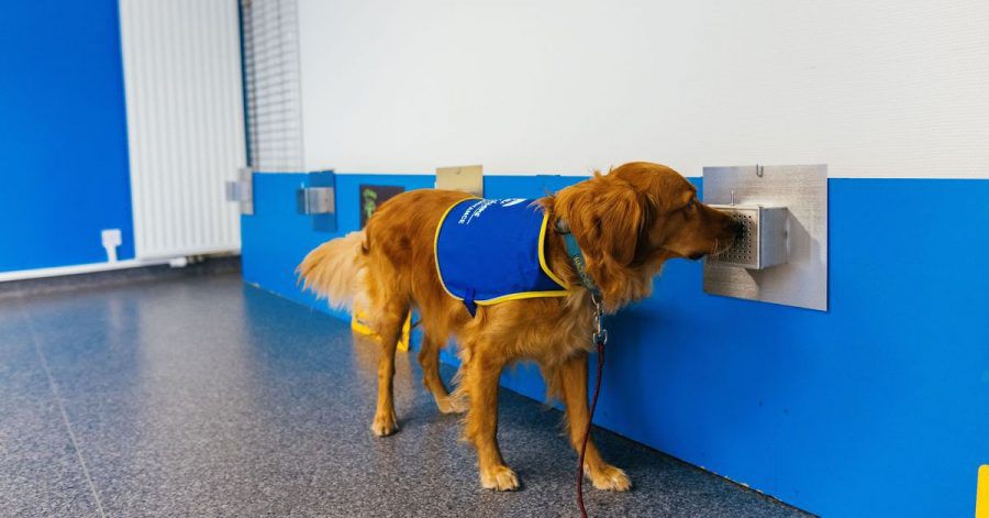 Studien zufolge können Hunde dank ihres ausgezeichneten Geruchssinns mit hoher Sicherheit Infektionen mit dem Coronavirus erkennen. Pokaa ist neben seiner normalen Ausbildung speziell auf den Corona-Virus trainiert worden.
