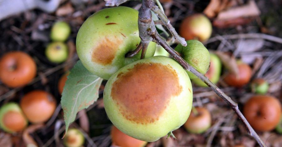 Braune Flecken am Apfel können ein Sonnenbrand sein.