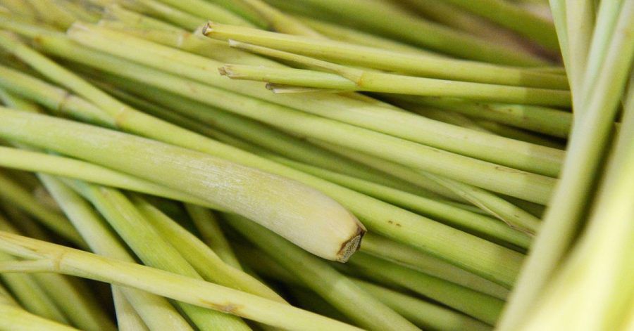 Beim Kochen mit Zitronengras müssen die äußeren harten Blätter entfernt werden. Das beste Stück ist der knollenförmige Teil. Er bietet klein geschnitten das beste Aroma.
