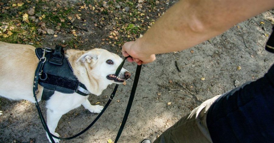 Wenn der Hund ständig in die Leine beißt, sollte zunächst die Ursache für dieses Verhalten gesucht werden.