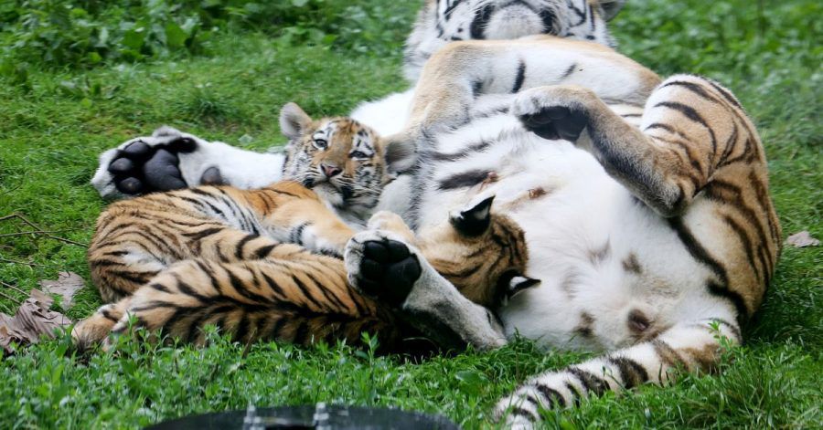 Ganz dicht bei der Mama: Die beiden Sibirischen Tigerbabys entwickeln sich gut.