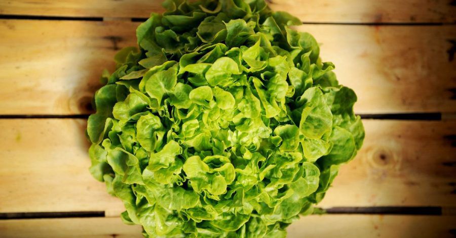 Damit sich ein Salatkopf ein paar Tage im Kühlschrank hält, sollte er in ein feuchtes Tuch gewickelt werden. Ein paar Tropfen Essig oder Zitronensaft helfen außerdem.