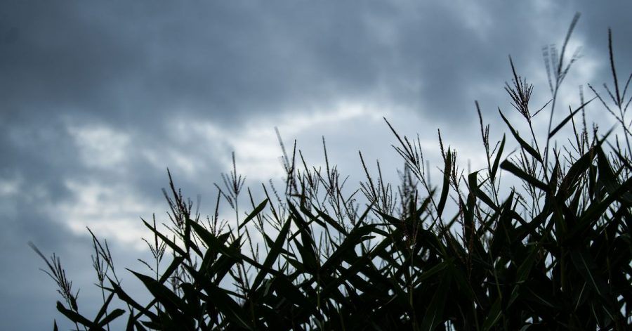 Mais weht vor dunklen Wolken im Wind. Vor allem in den östlichen Bundesländern kann es zum Wochenstart teils sehr regnerisch werden.