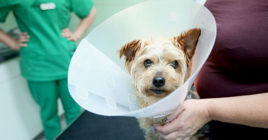 Muss ein Hund operiert werden, wird es oft richtig teuer. Lohnt eine Versicherung für den Vierbeiner?