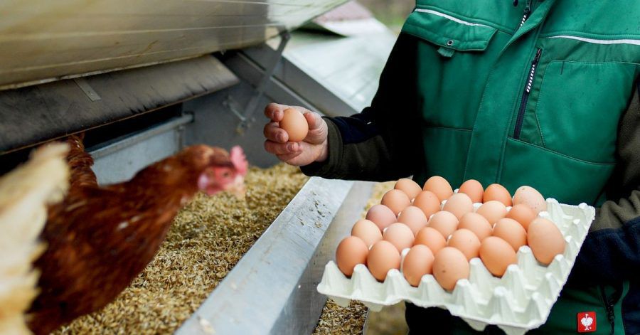 Wer viel mit Hühnern zu tun hat, atmet auch Allergene aus den Federn und dem Tierkot ein.