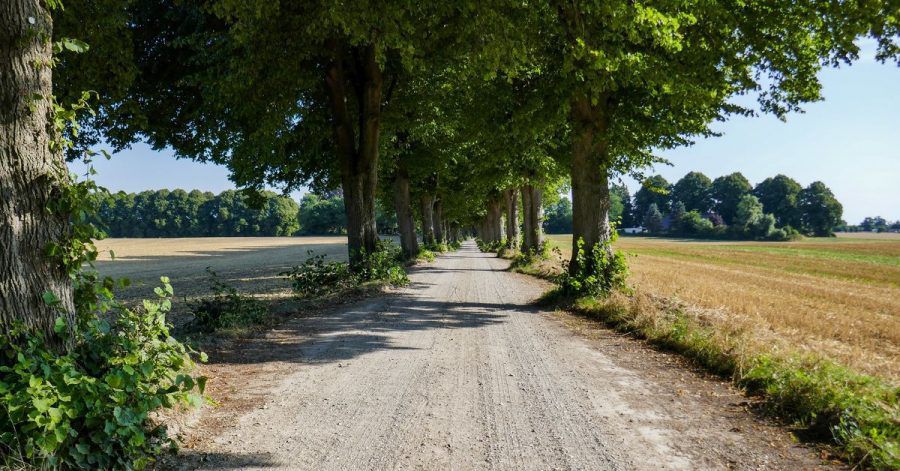 Diese wunderschöne Allee führt von Rachut in Richtung Bräutigamseiche.