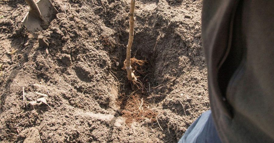 Jeder kann einen kleinen Beitrag leisten: Bäume im Garten binden CO2 und retten so ein wenig auch das Klima.