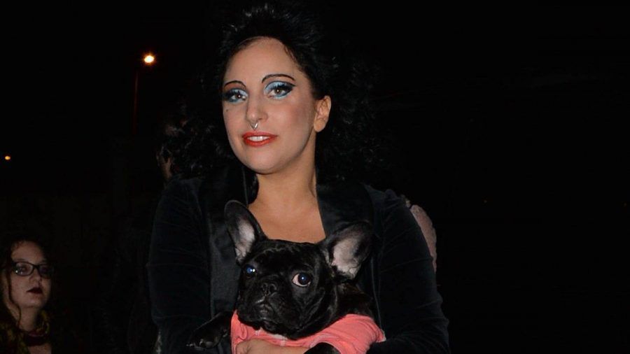 Lady Gaga mit einem ihrer geliebten Hunde. (stk/spot)