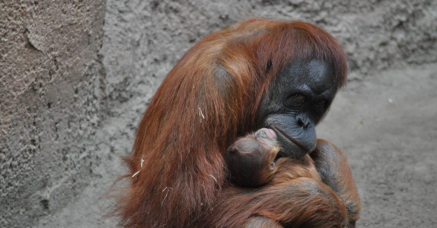 Orang-Utan-Mutter Raja hält im Leipziger Zoo ihr neugeborenes Kind in den Armen.