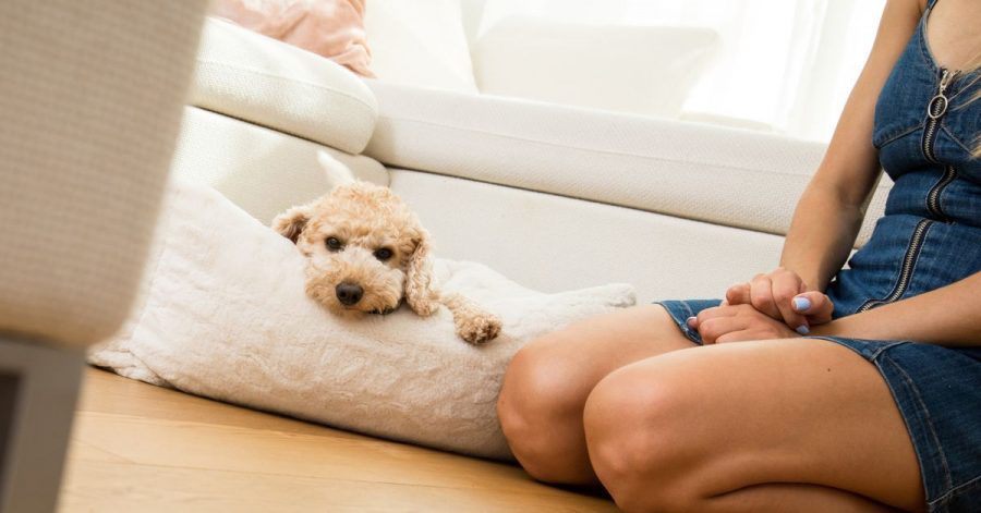 Um das stufenweise Alleinsein des Hundes zu trainieren, sollte der Vierbeiner zunächst eine Komfortzone mit Decke oder Hundebett bekommen, wo er sich gerne aufhält und entspannt.