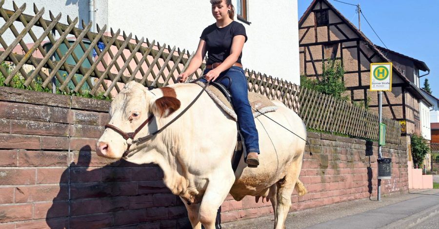 Sonja Keller reitet mit der Kuh Melina aus.