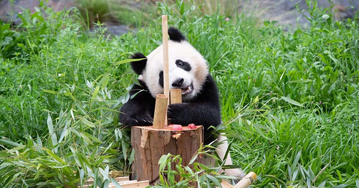 Berliner Panda-Zwillinge feiern 2. Geburtstag - die neusten Bilder