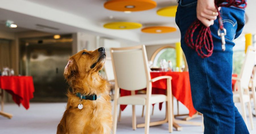 Hundeführerin Christelle Schreiber steht neben Pokaa, dem laut ihr ersten in Frankreich eingesetzten Covid-Suchhund.
