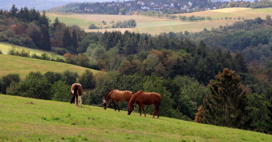 Dieser Ausblick bietet sich auf dem Rundweg Wisper-Geflüster.