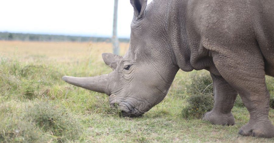 Das Nördliche Breitmaulnashorn ist fast ausgestorben. Aber nun gibt es Hoffnung: Deutsche Forscher könnten mit einer aufwendigen Prozedur dazu beitragen, die Unterart zu retten.