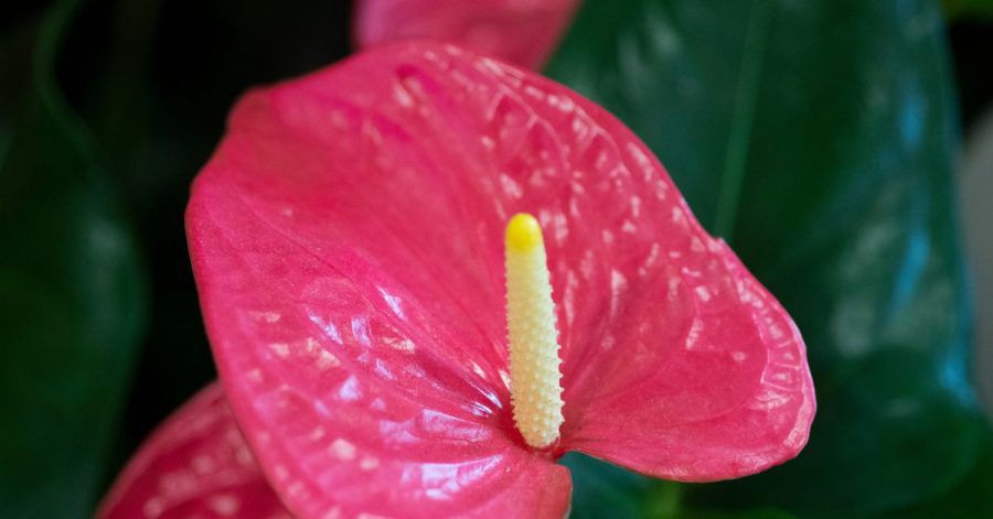 Keine Sorge, wenn es mal keine Blüte gibt: Eine Anthurie blüht schubweise.