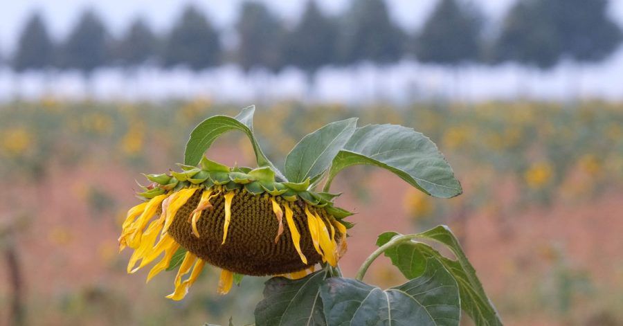 Verblühte Sonnenblume auf einem Feld in Nordsachsen. In den kommenden Tagen wird wechselhaftes Wetter erwartet.