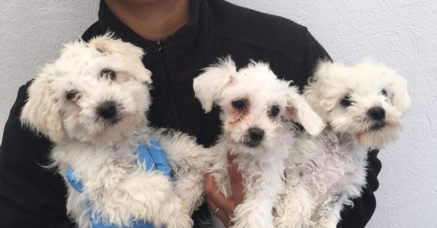 Grausames Geschäft mit Hundebabys: Nach einer erheblichen Zunahme an Tierwohlverletzungen bei importierten Welpen will die britische Regierung die Regeln verschärfen.
