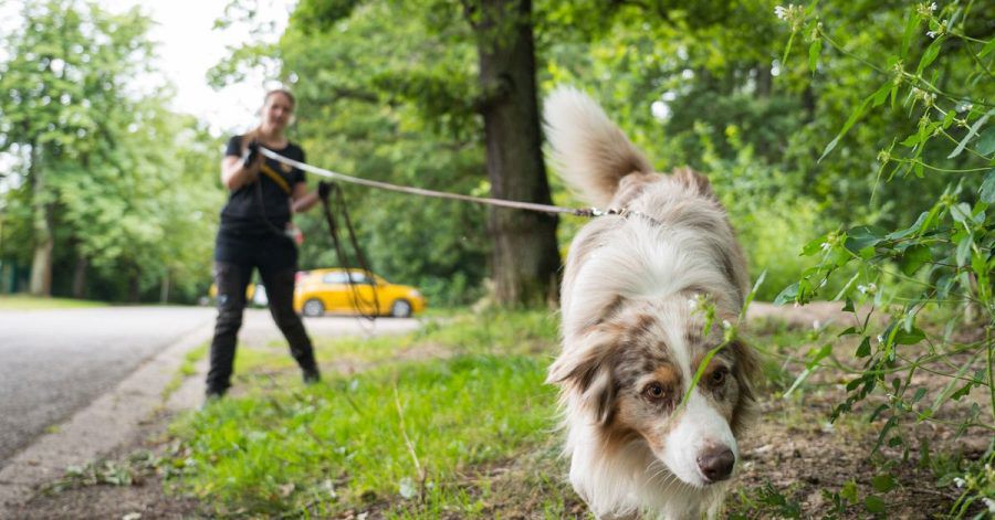 Australian-Shepherd-Rüde "Toni" führt Corinna Speicher an der lange Leine auf der Fährte eines anderen Hundes.